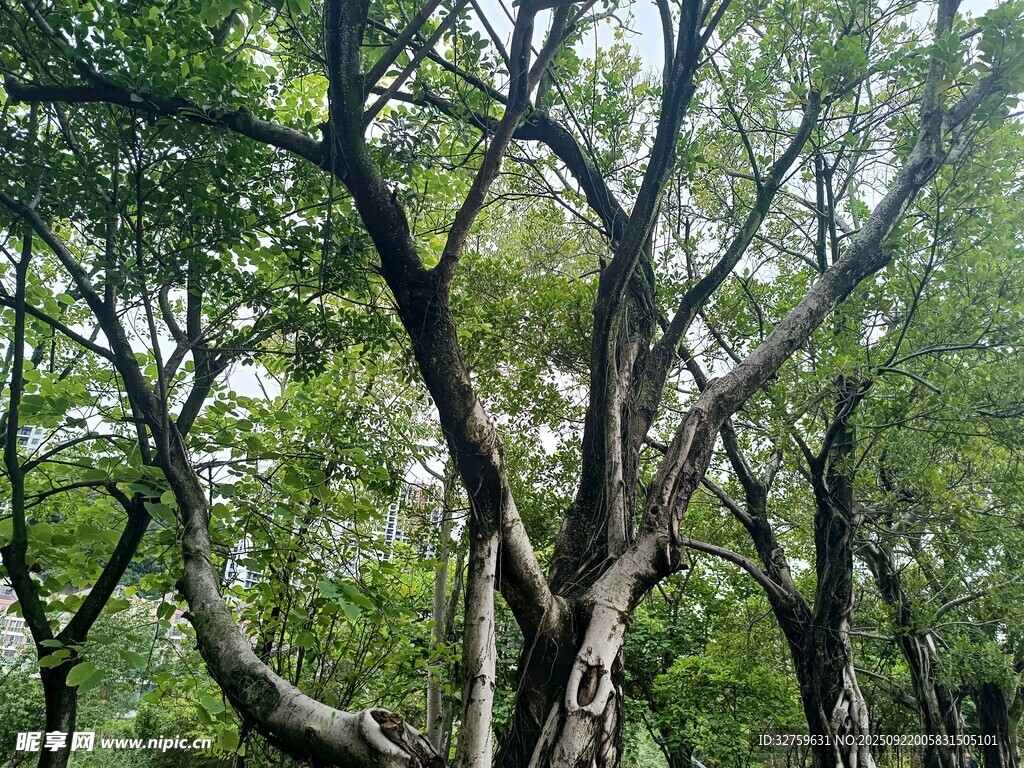 繁茂树林中的交错树枝