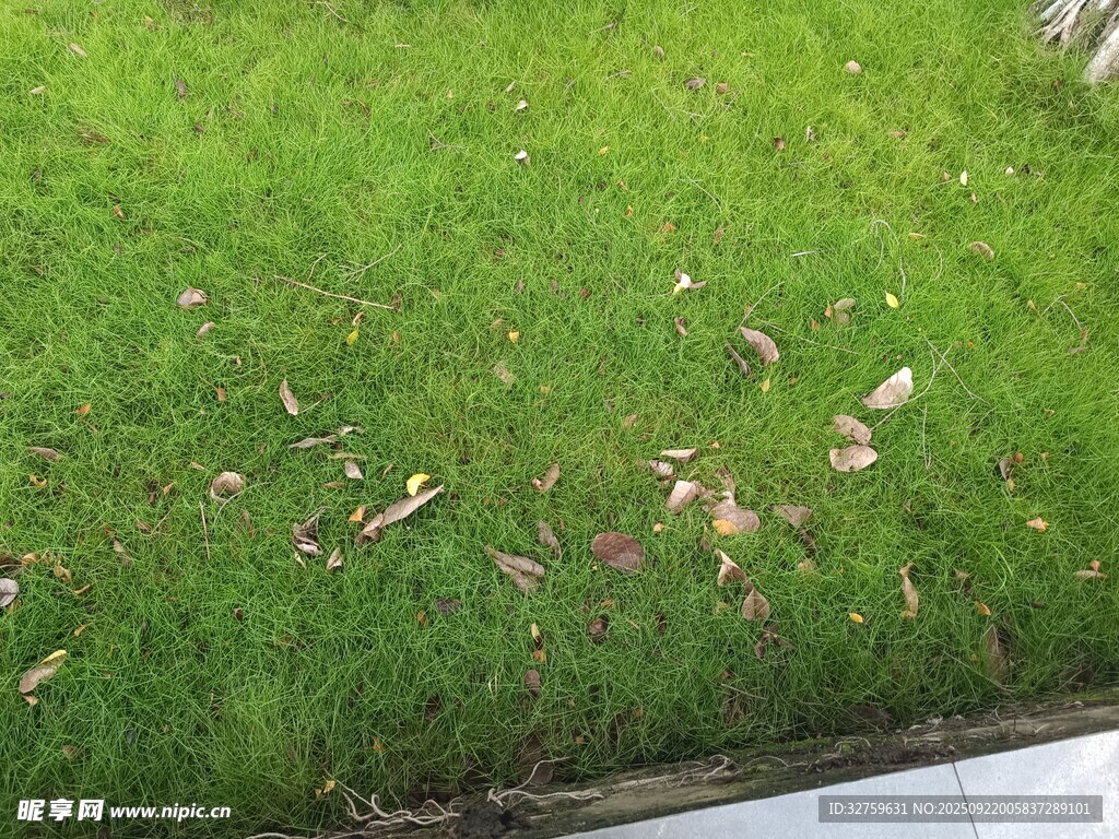 草坪上散落的枯黄树叶