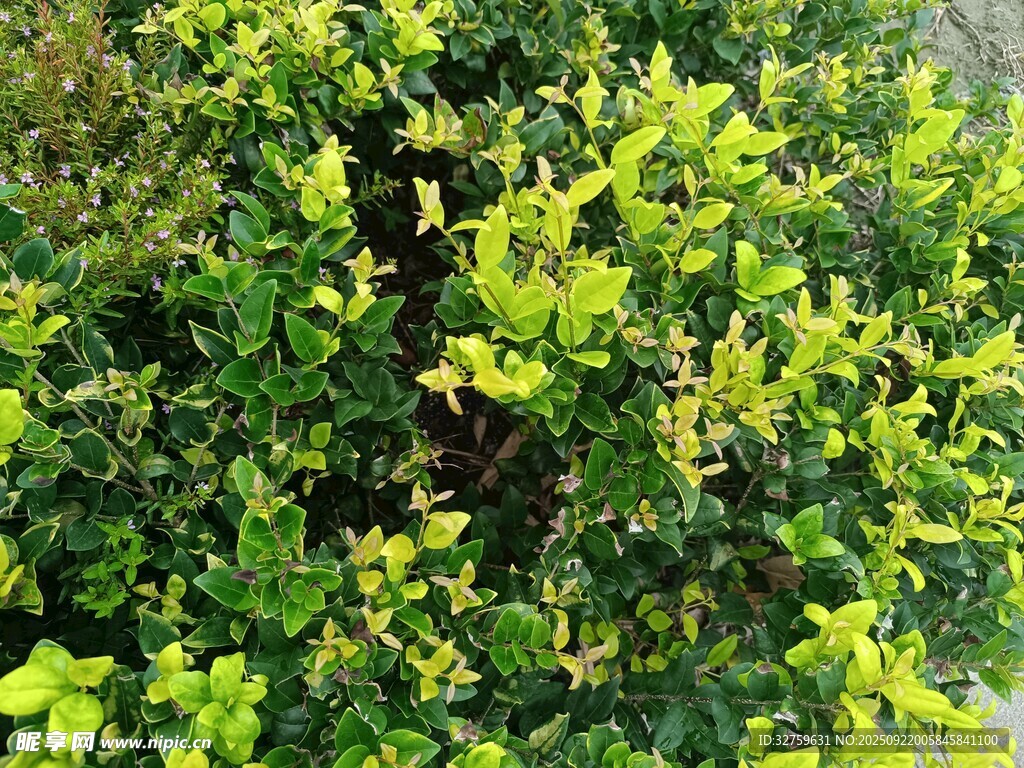 翠绿繁茂的灌木丛