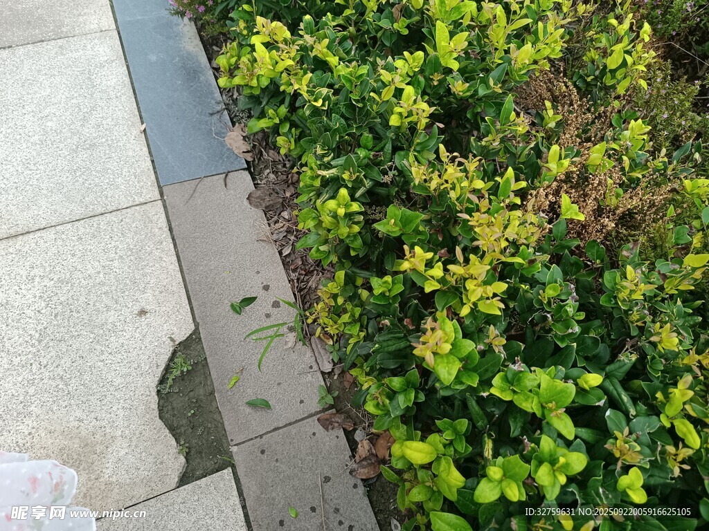 路边翠绿灌木丛