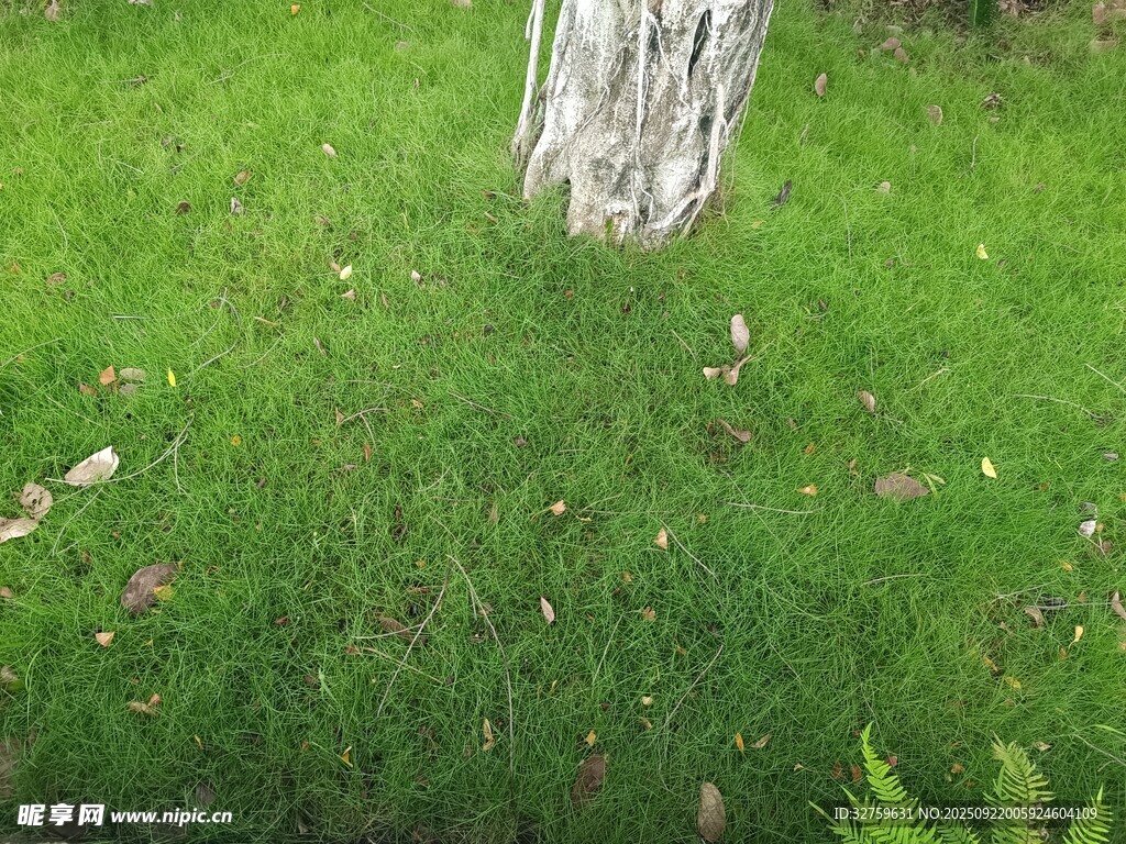 树下翠绿草地景象