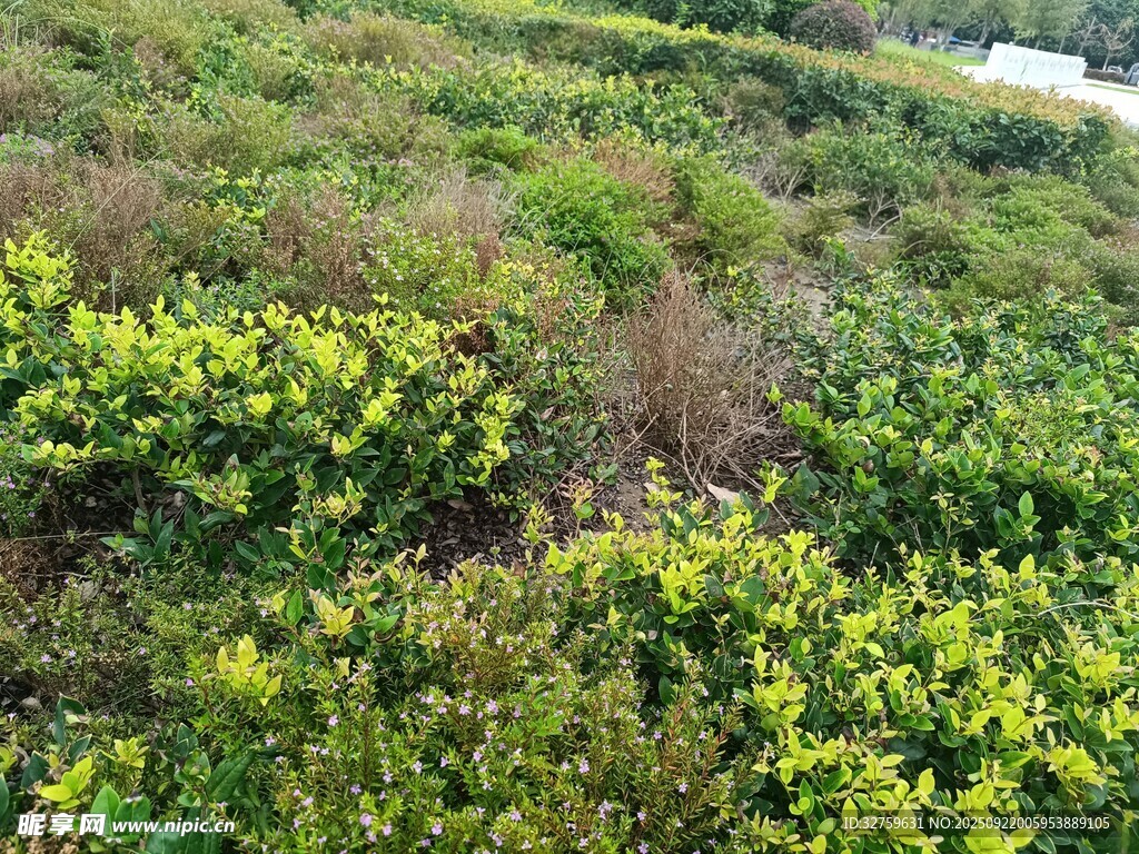 山坡上的繁茂绿植