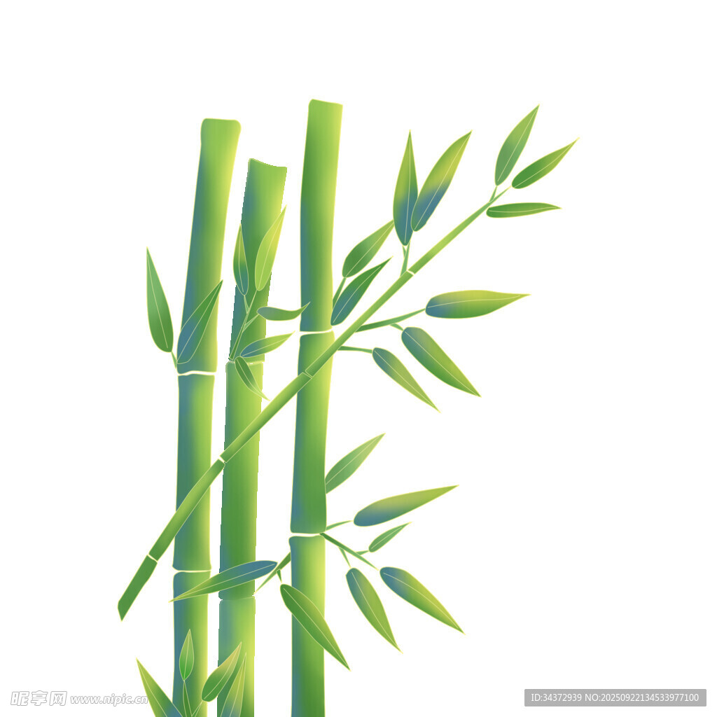 清新翠竹插画