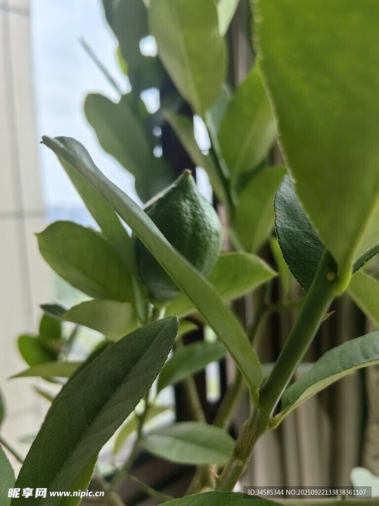 室内翠绿植物特写