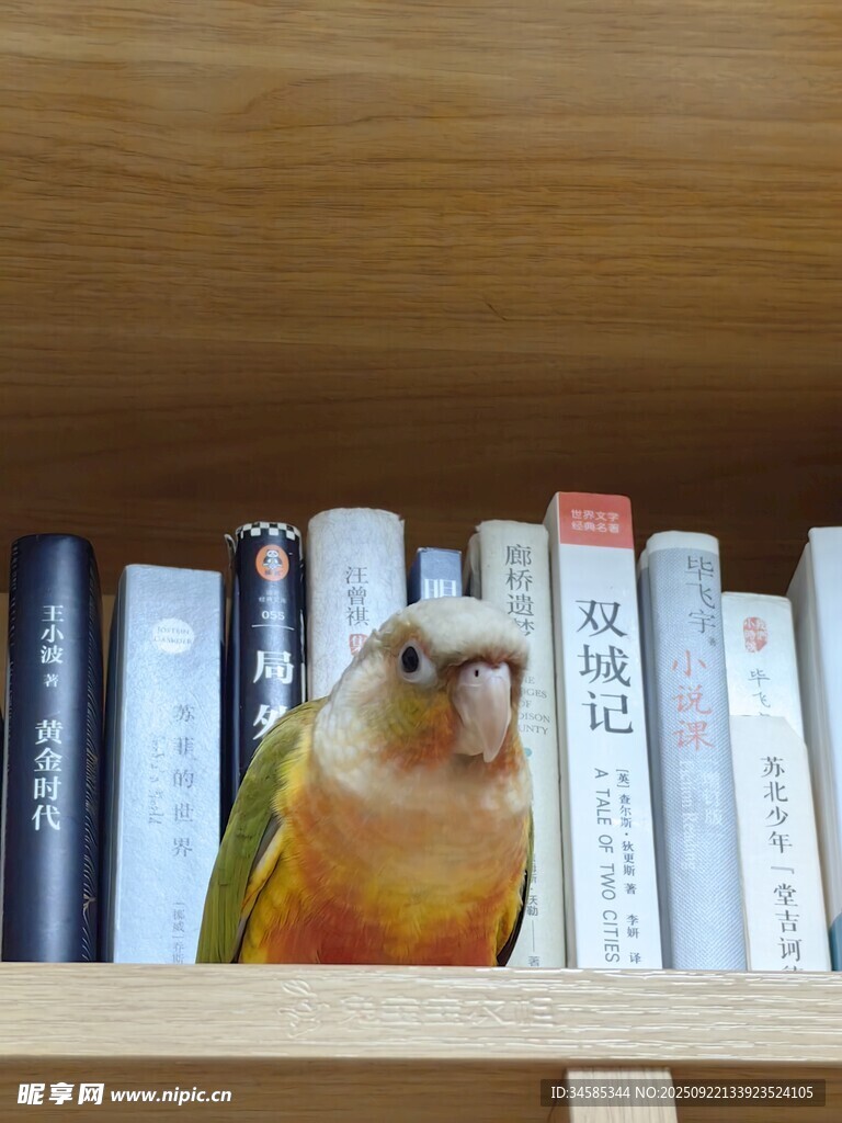 书架上的鹦鹉