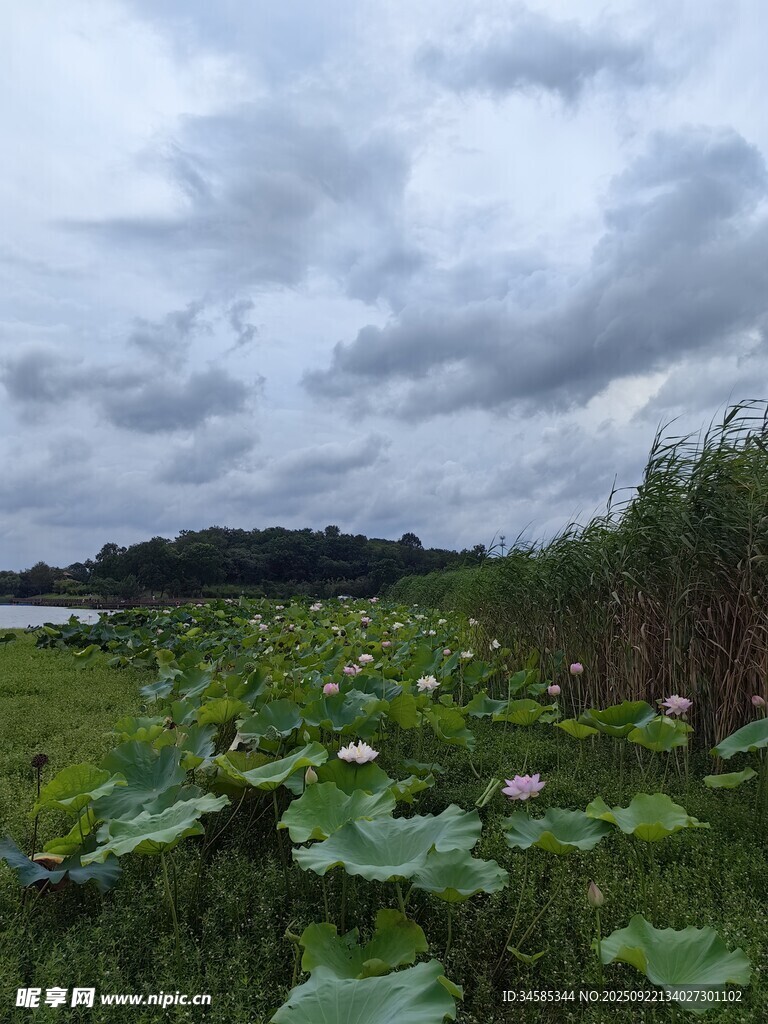 荷塘绿意浓云下风光美