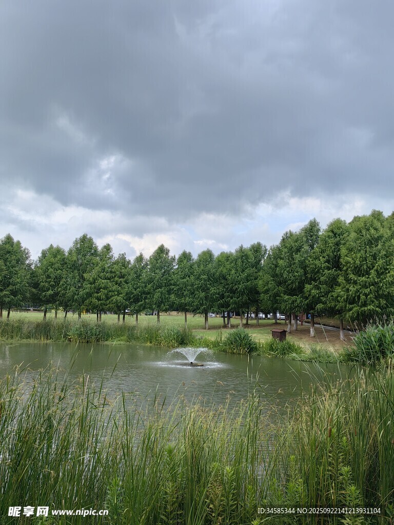 阴天下的湿地与茂密树林