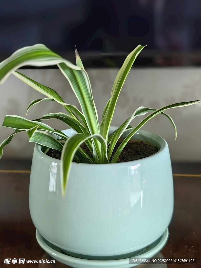 浅绿色花盆中的翠绿吊兰