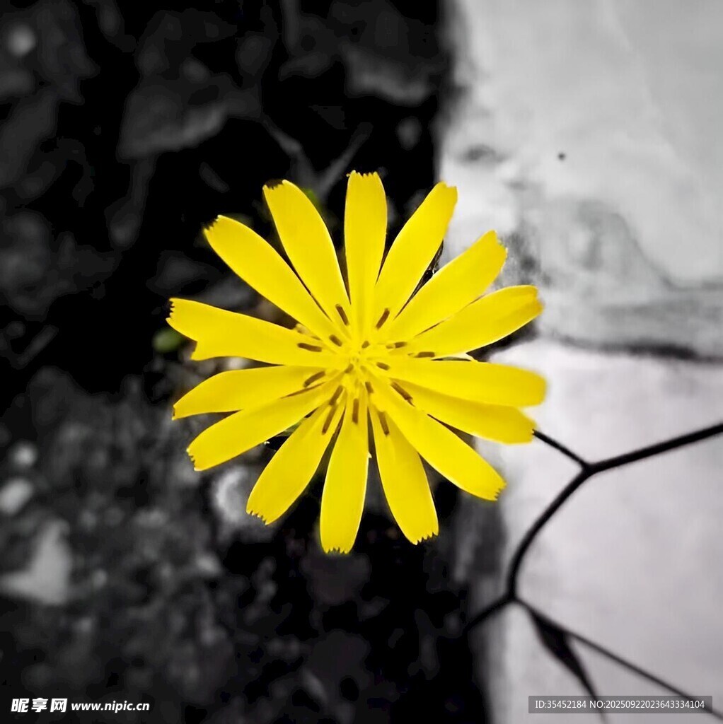 雏菊
