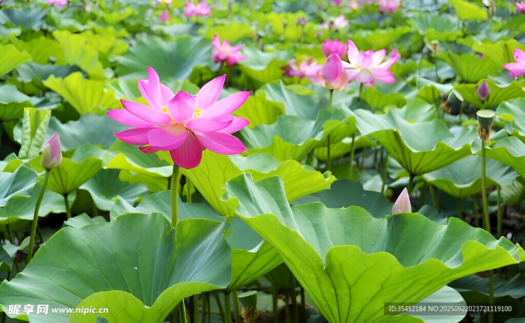 荷花