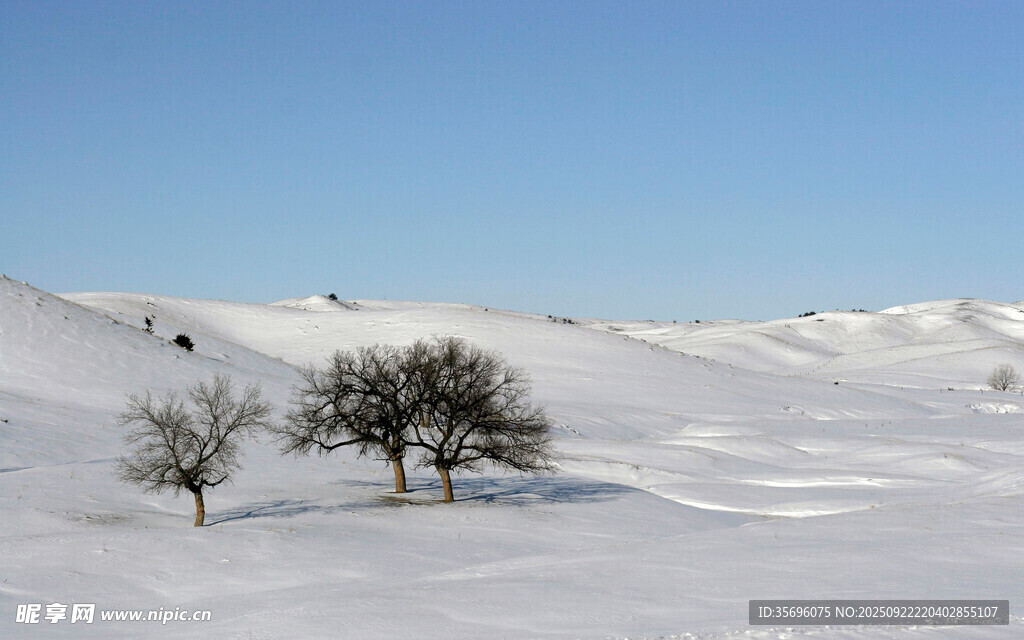 雪野孤树