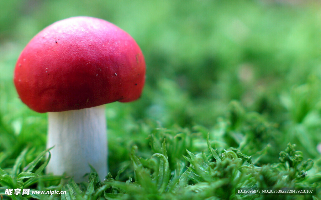 草地上的红色蘑菇