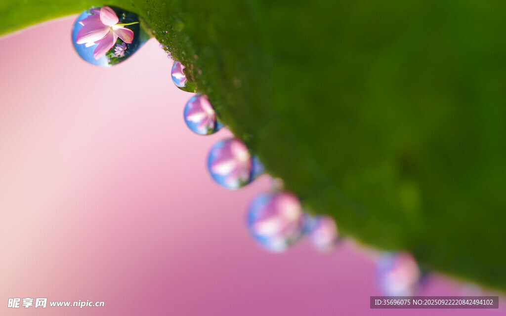 粉色花瓣上的晶莹水珠