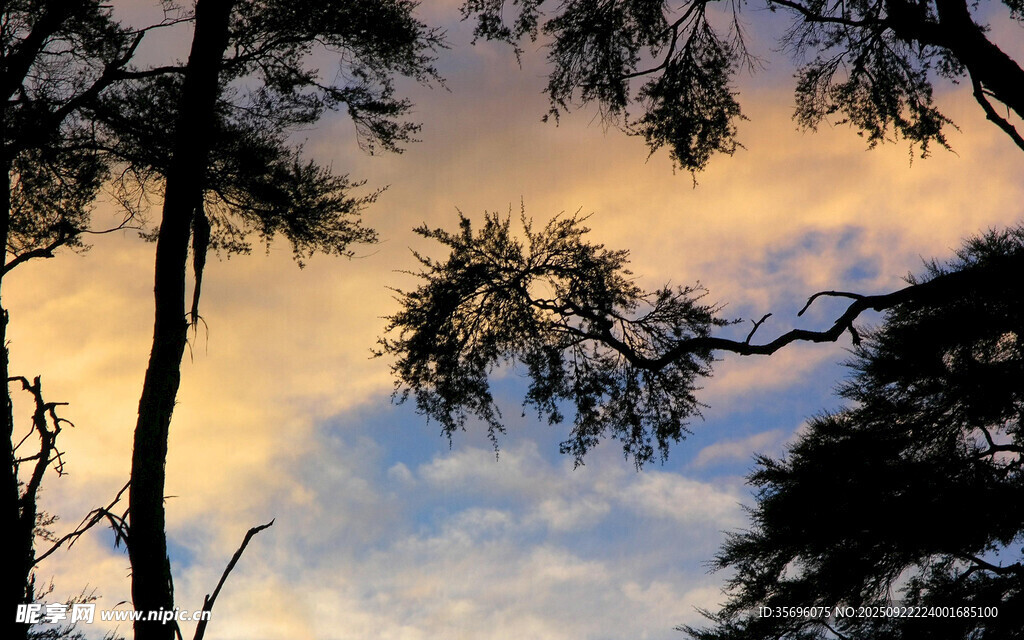 夕阳下的树梢剪影