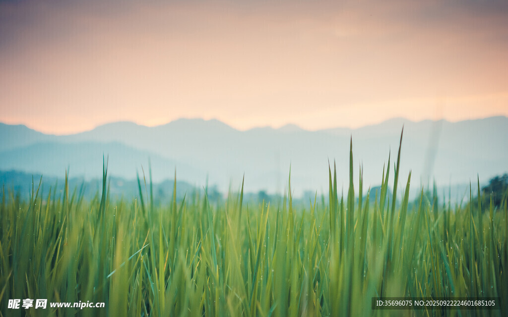 翠绿稻田与远山美景