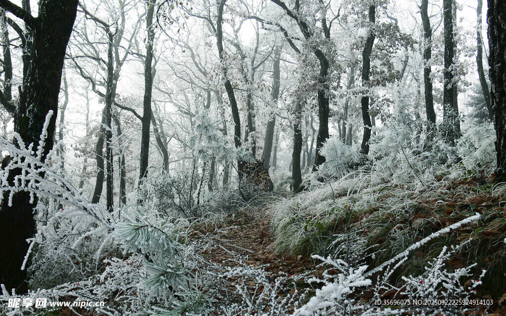 冬日雪覆树林美景