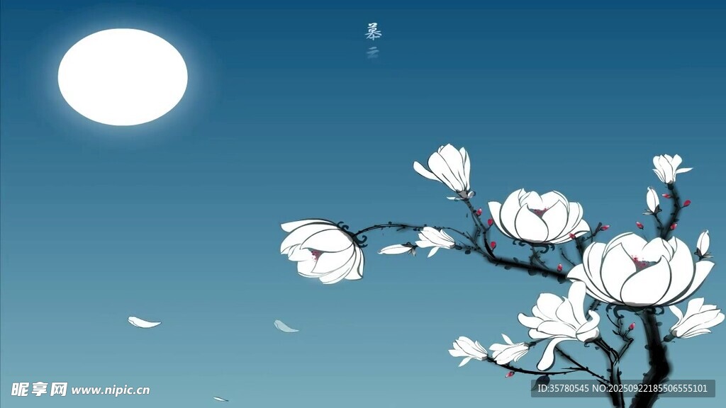 月下玉兰花绽放