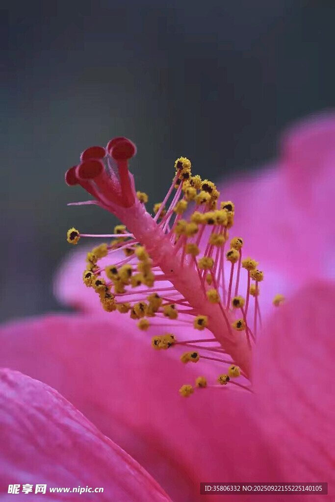 娇艳木槿花蕊特写
