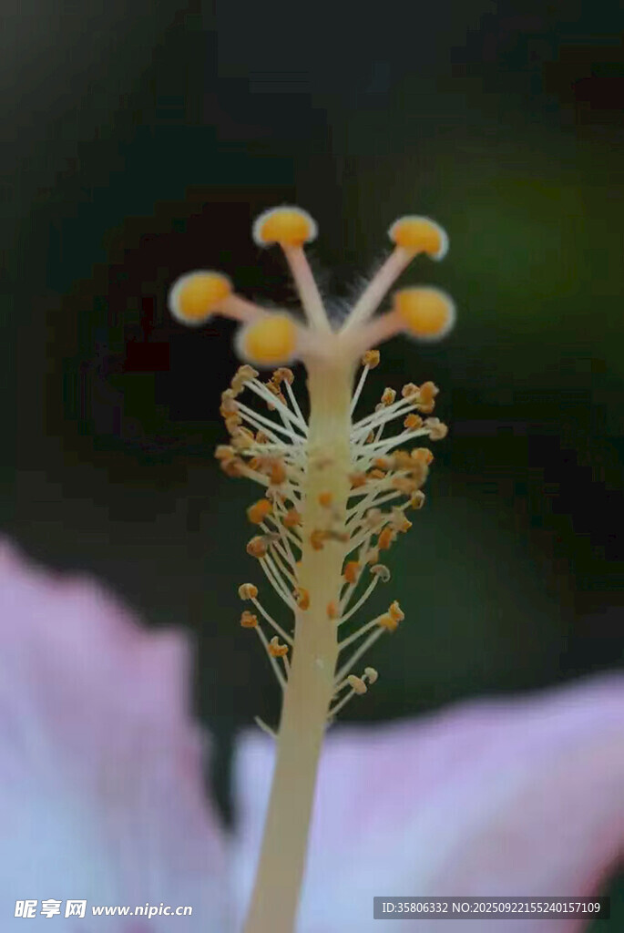 特写 娇艳花朵的花蕊细节