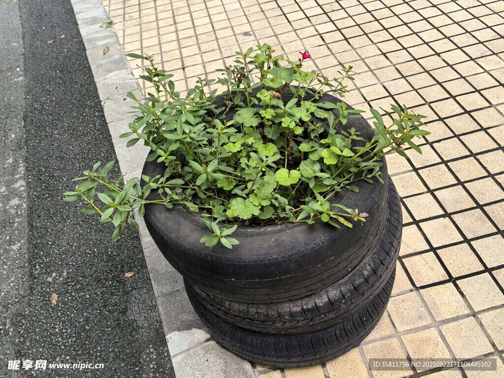 轮胎变身绿植花盆