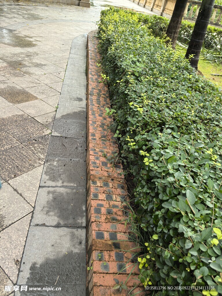 路边整齐绿植景观