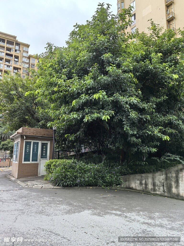 小区内茂盛绿植与小屋