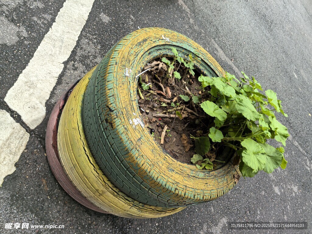 多彩花盆中生长的嫩绿植物