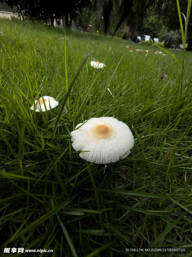 草地上的白色蘑菇