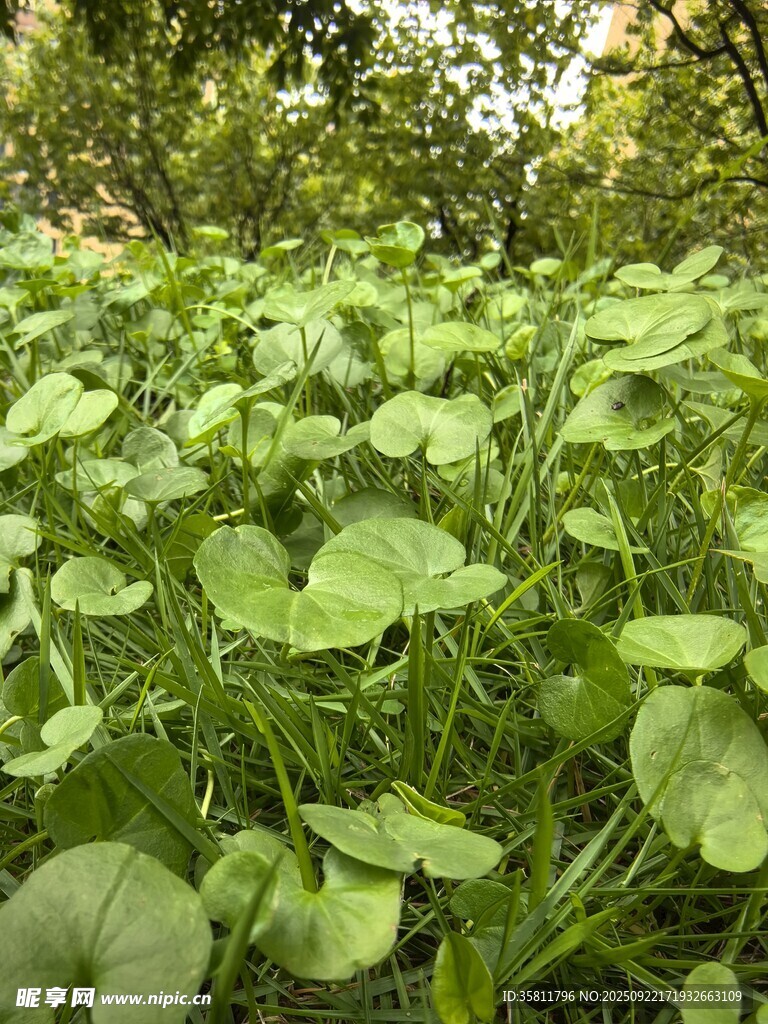 翠绿铜钱草生机盎然