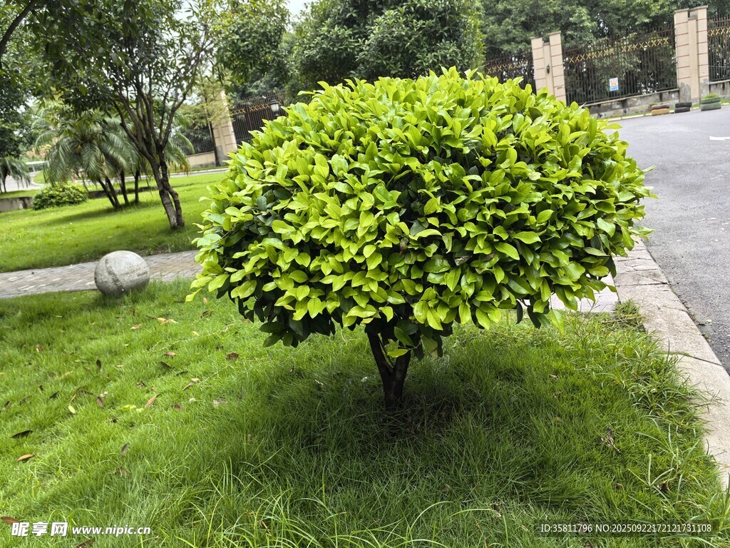 球形绿植点缀草坪