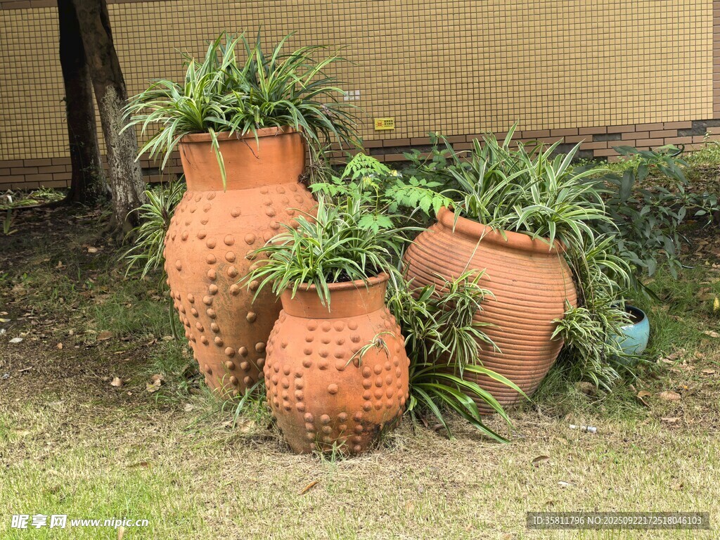 陶制花盆中的绿植景观