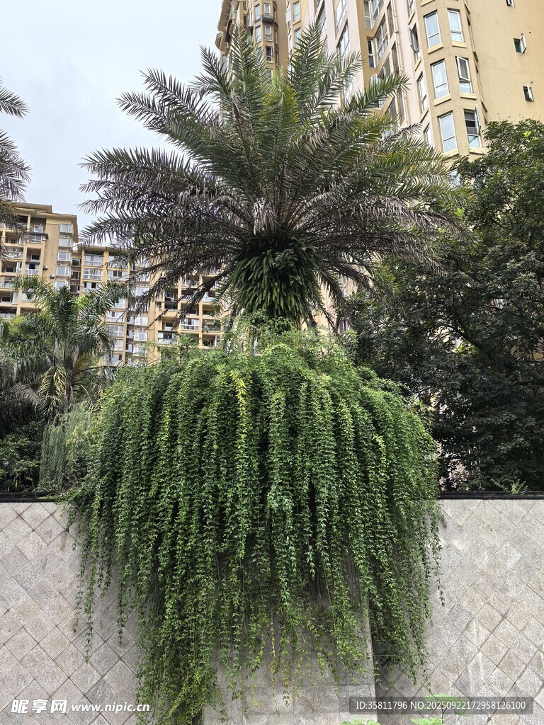 墙边垂挂绿植与棕榈树