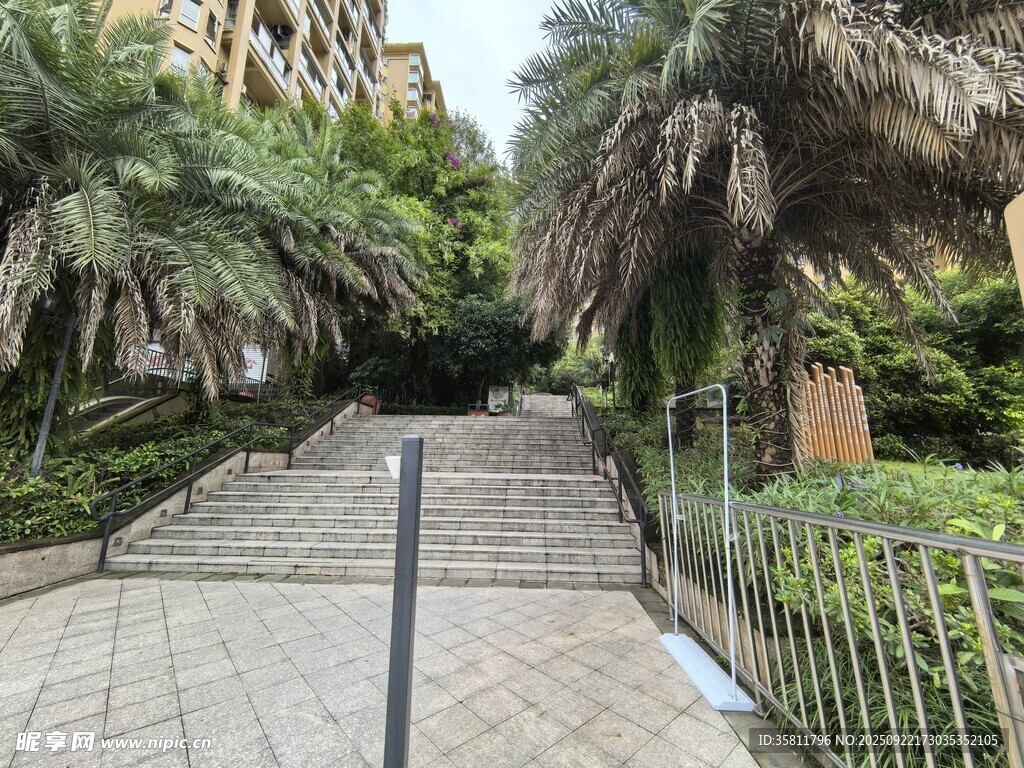 城市中静谧的棕榈树步道