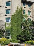 爬满绿植的多层建筑外观