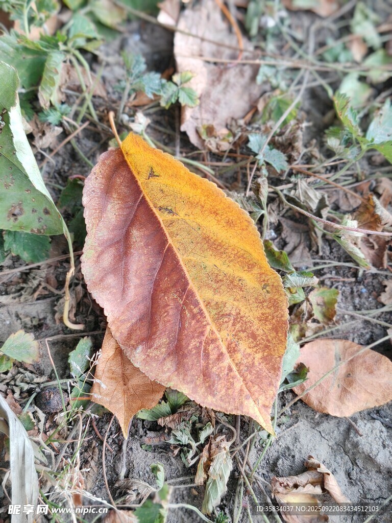 地上的橙红枯叶
