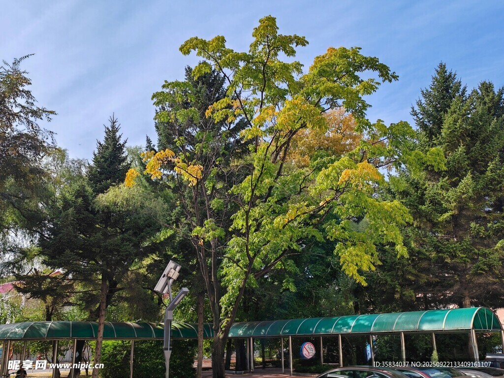 绿树成荫下的户外休闲场景