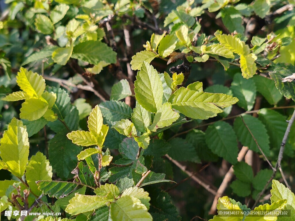 嫩绿叶片植物特写