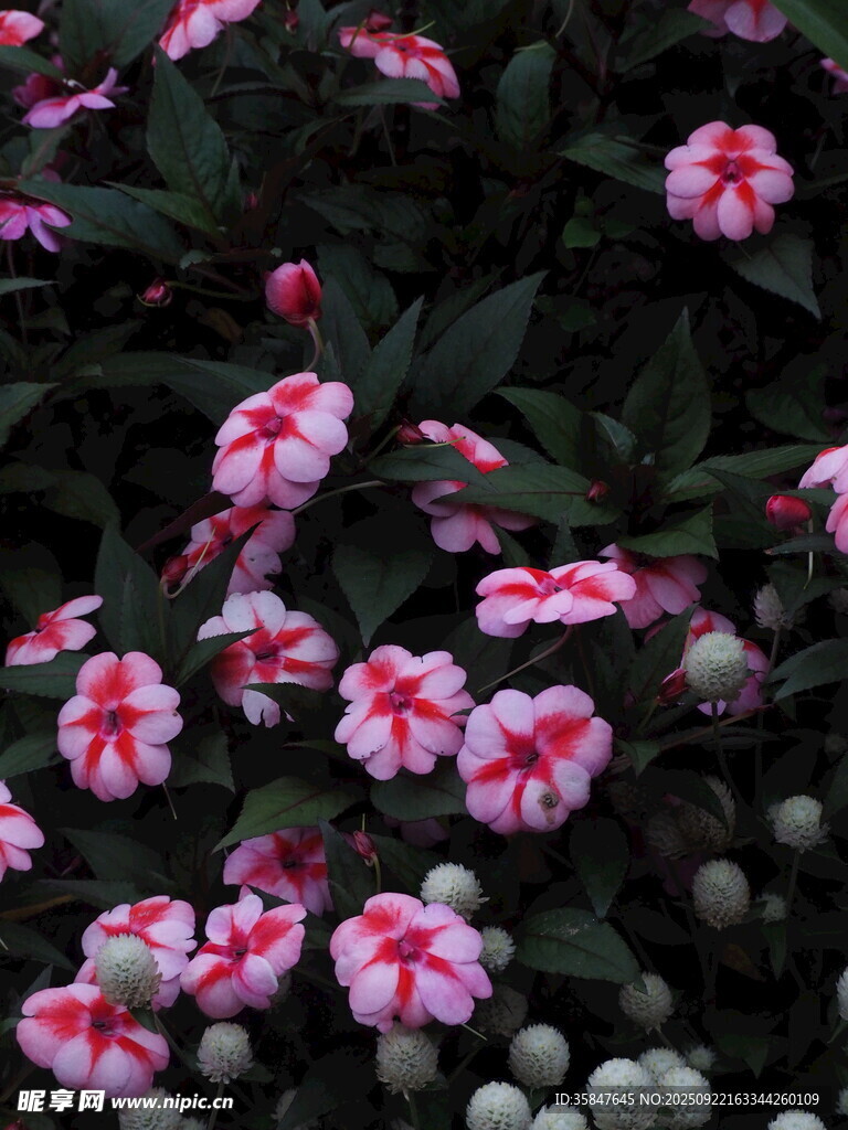 粉白相间花卉绽放