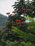 枝头绽放的艳丽红色花朵