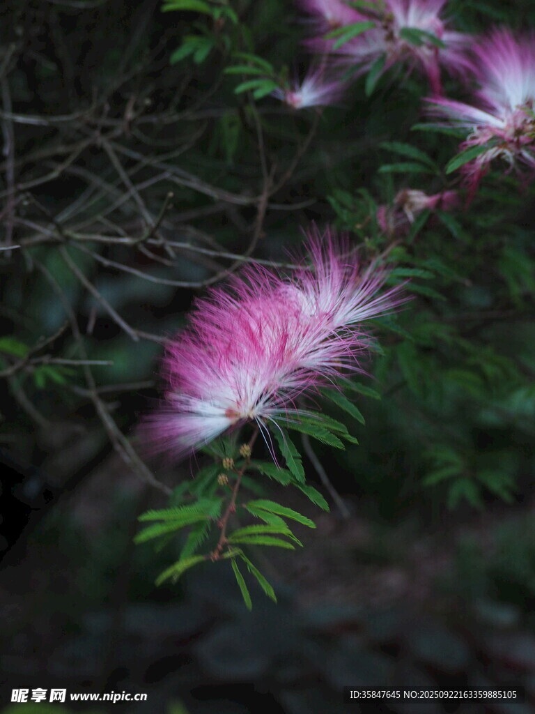 粉色绒花绽放绿意间