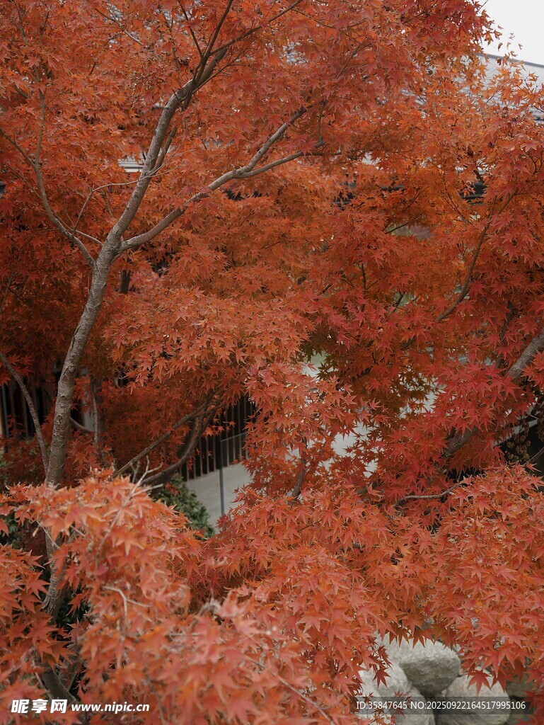 秋日红枫美景