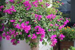 叶子花