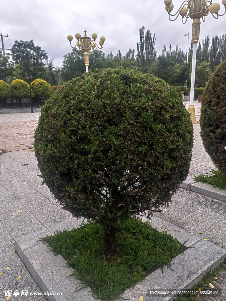 球形绿植景观