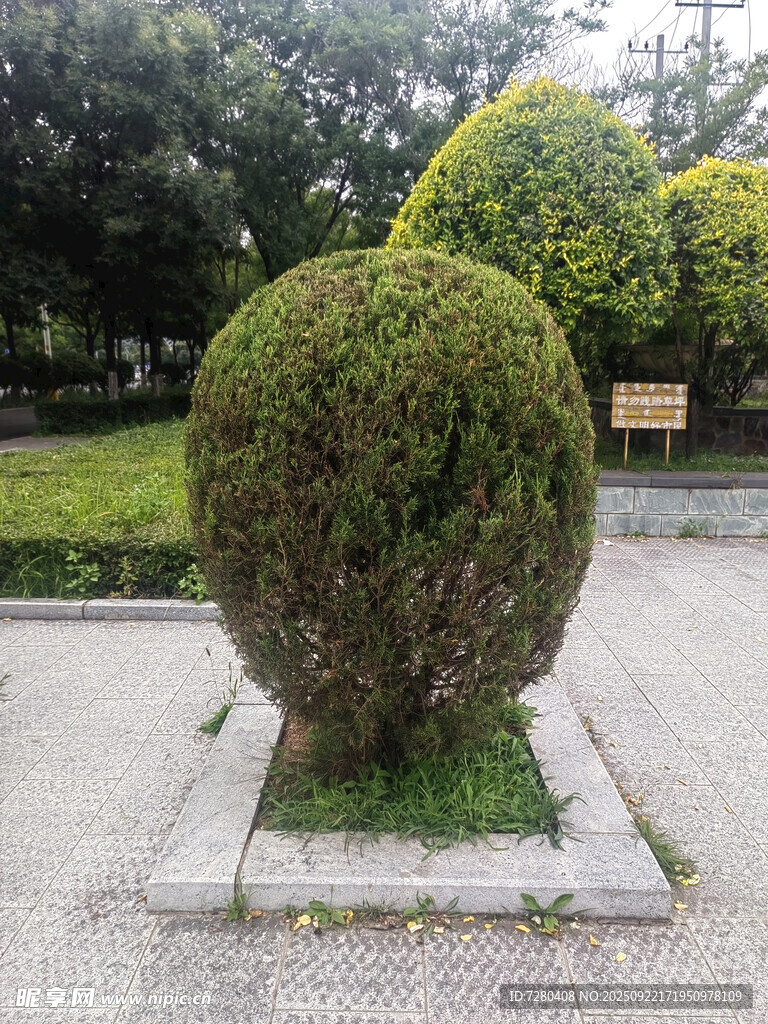 圆形绿植景观