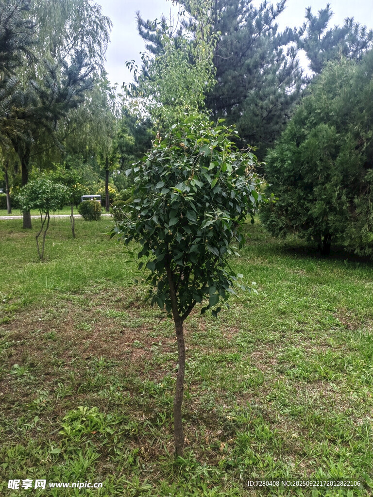 草地上的一棵小树