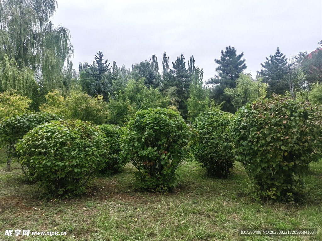 园林绿植景观