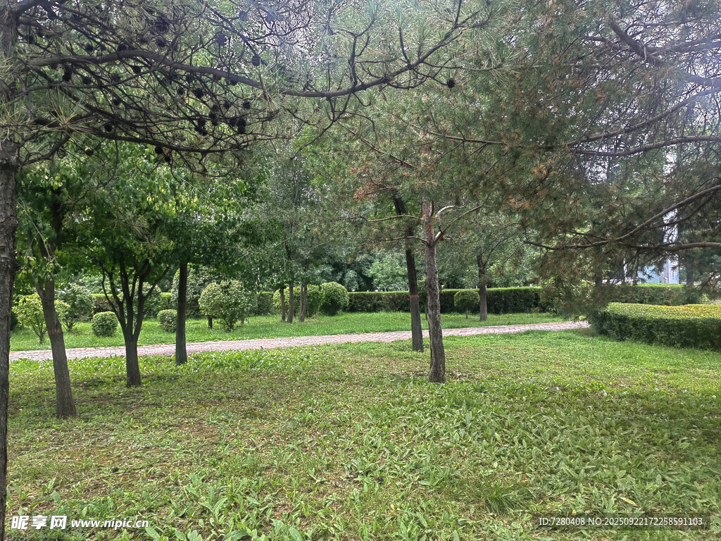 绿意盎然的林间草地