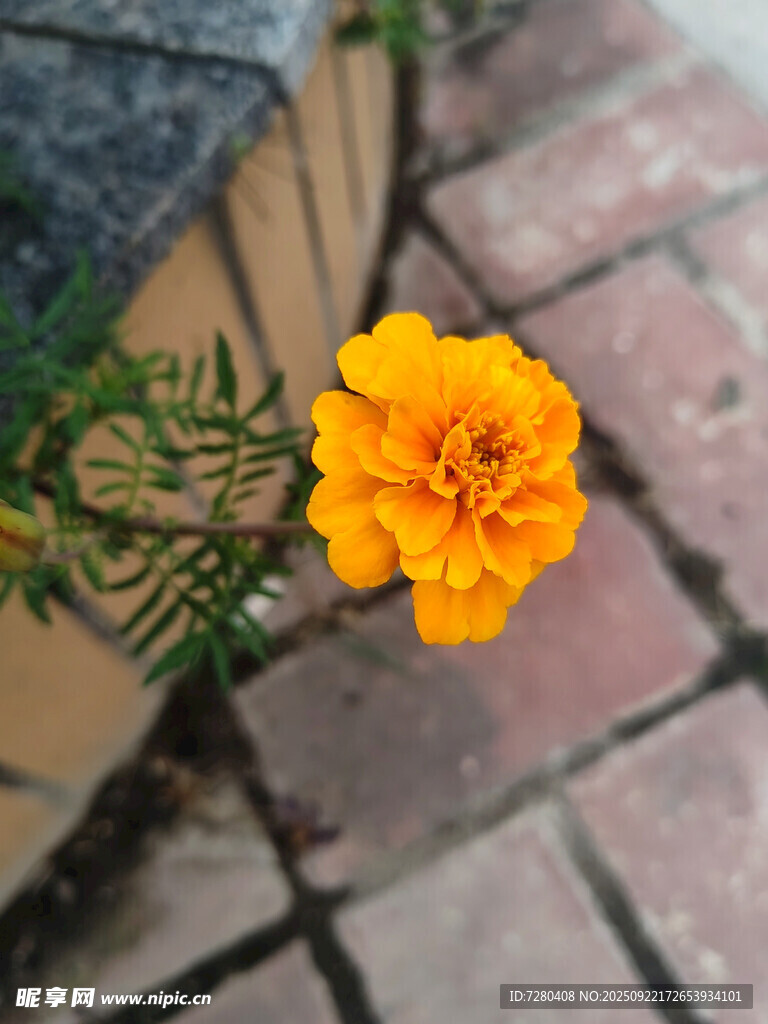 墙角绽放的鲜艳黄色花朵