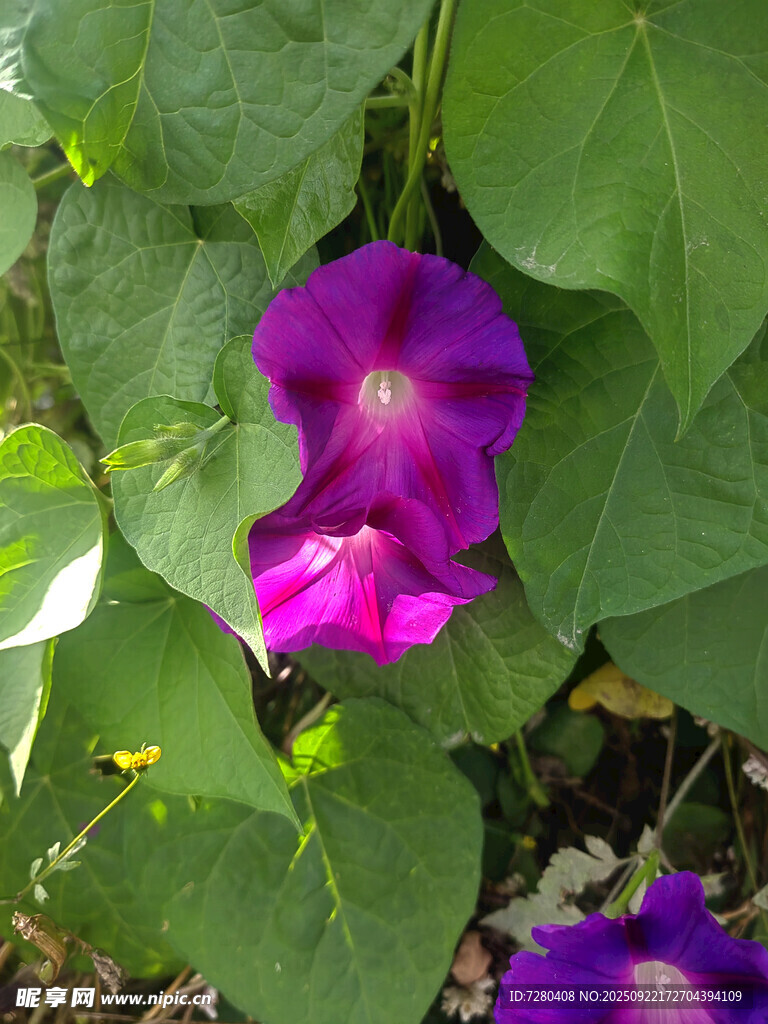紫色牵牛花绽放绿叶间