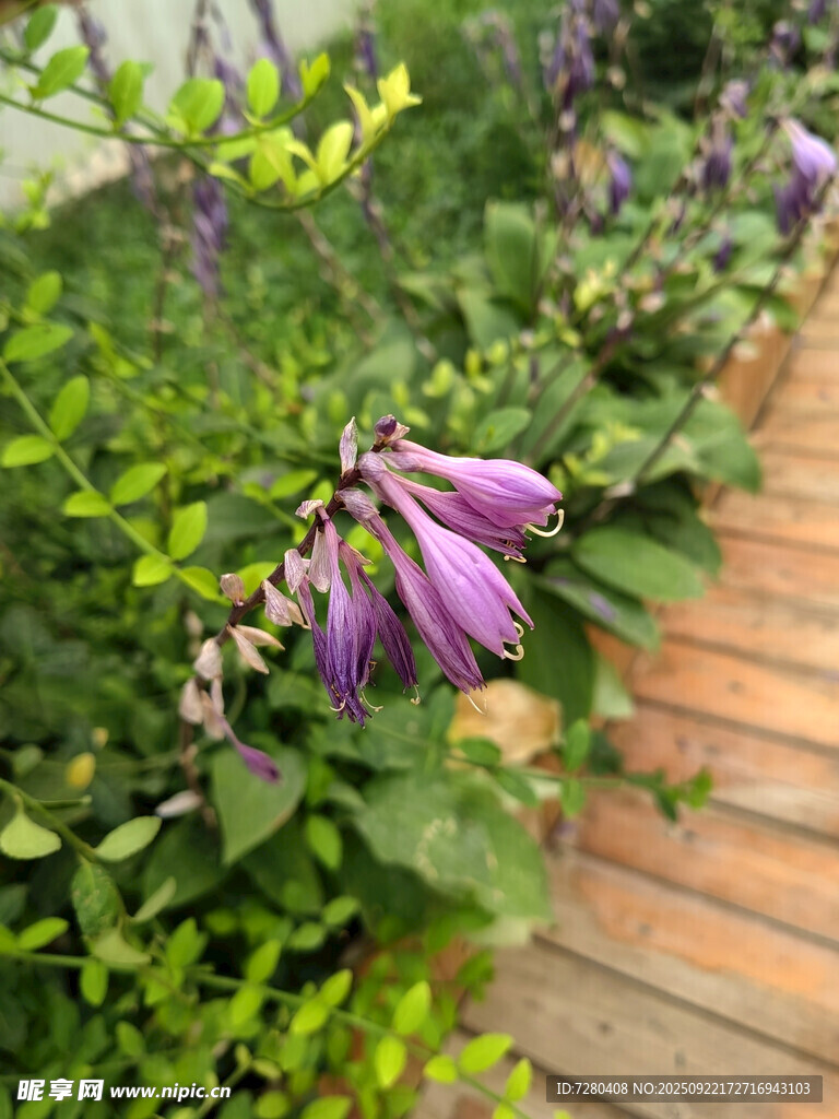 墙边绽放的紫色美丽花朵